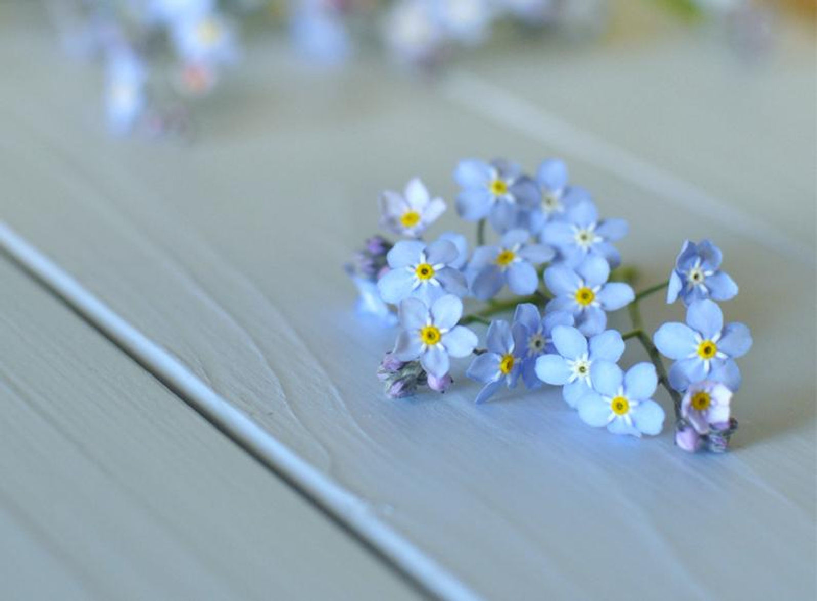 Lemmikki 6114