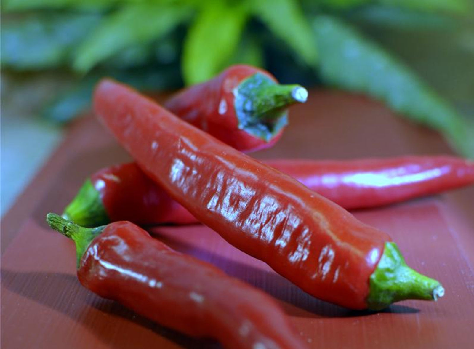 Chili