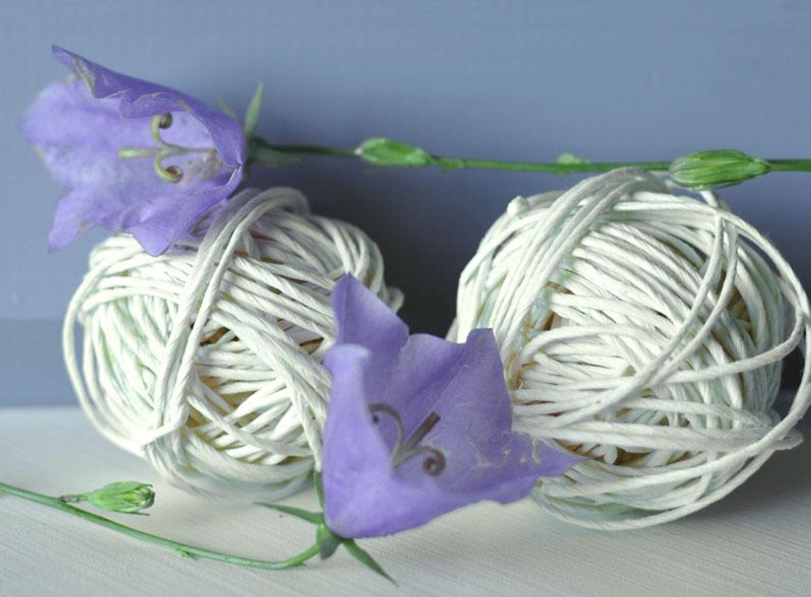 Campanule
