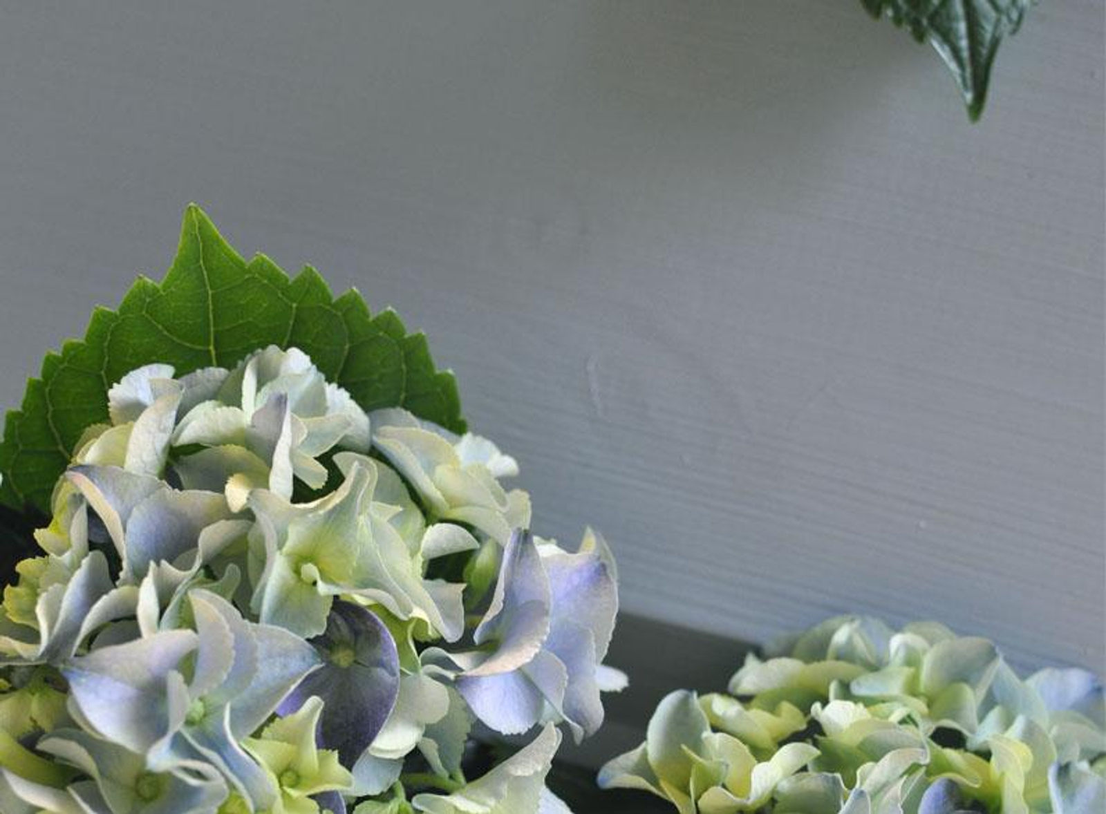 Hortensia