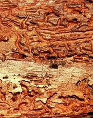 ver de bois